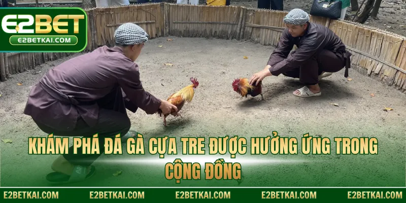 Khám phá đá gà cựa tre được hưởng ứng trong cộng đồng